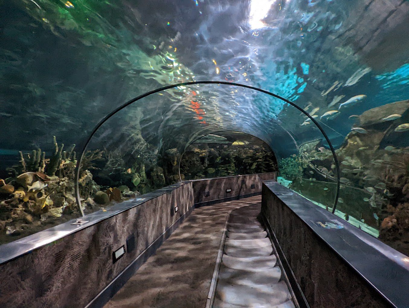 Ripleys Aquarium of the Smokies