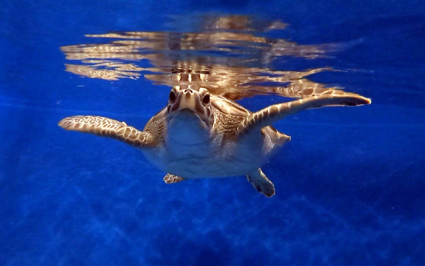 Sea turle rescue